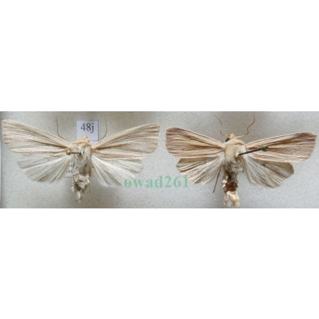 Mythimna straminea (Treitschke, 1825) pair Mokradlica Czech48j